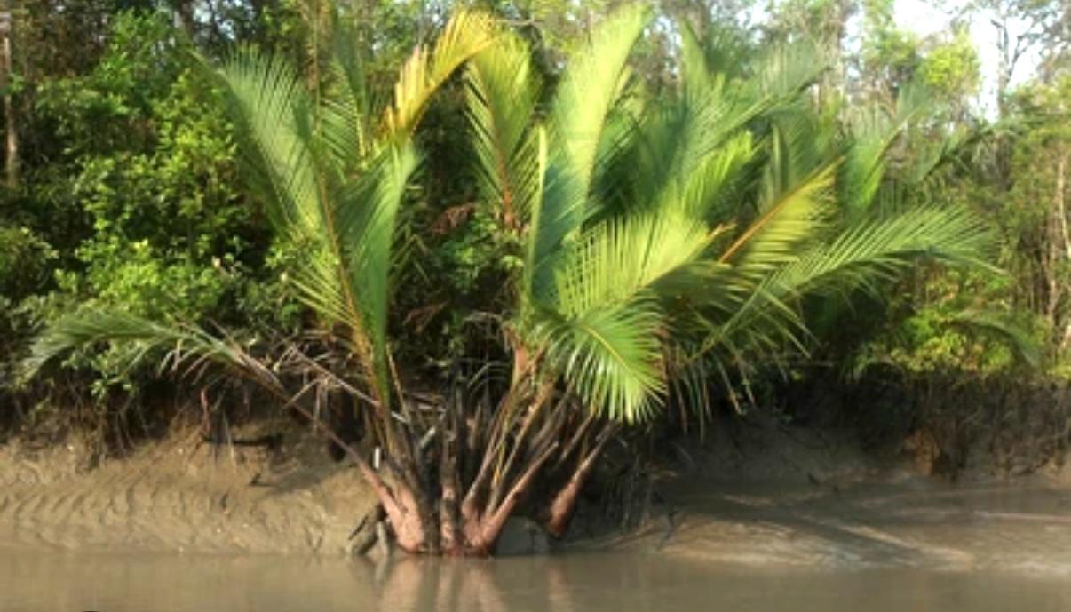 গোল নয় যার পাতা, তার নাম গোলপাতা